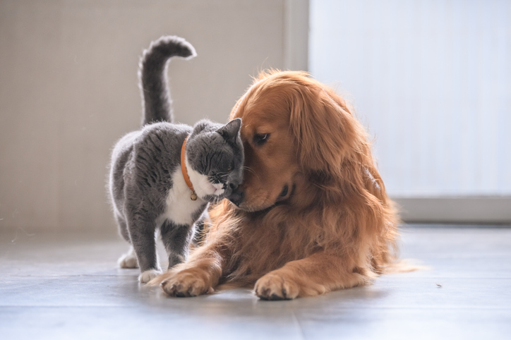 Les meilleurs animaux de compagnie pour les appartements – Oria & Co