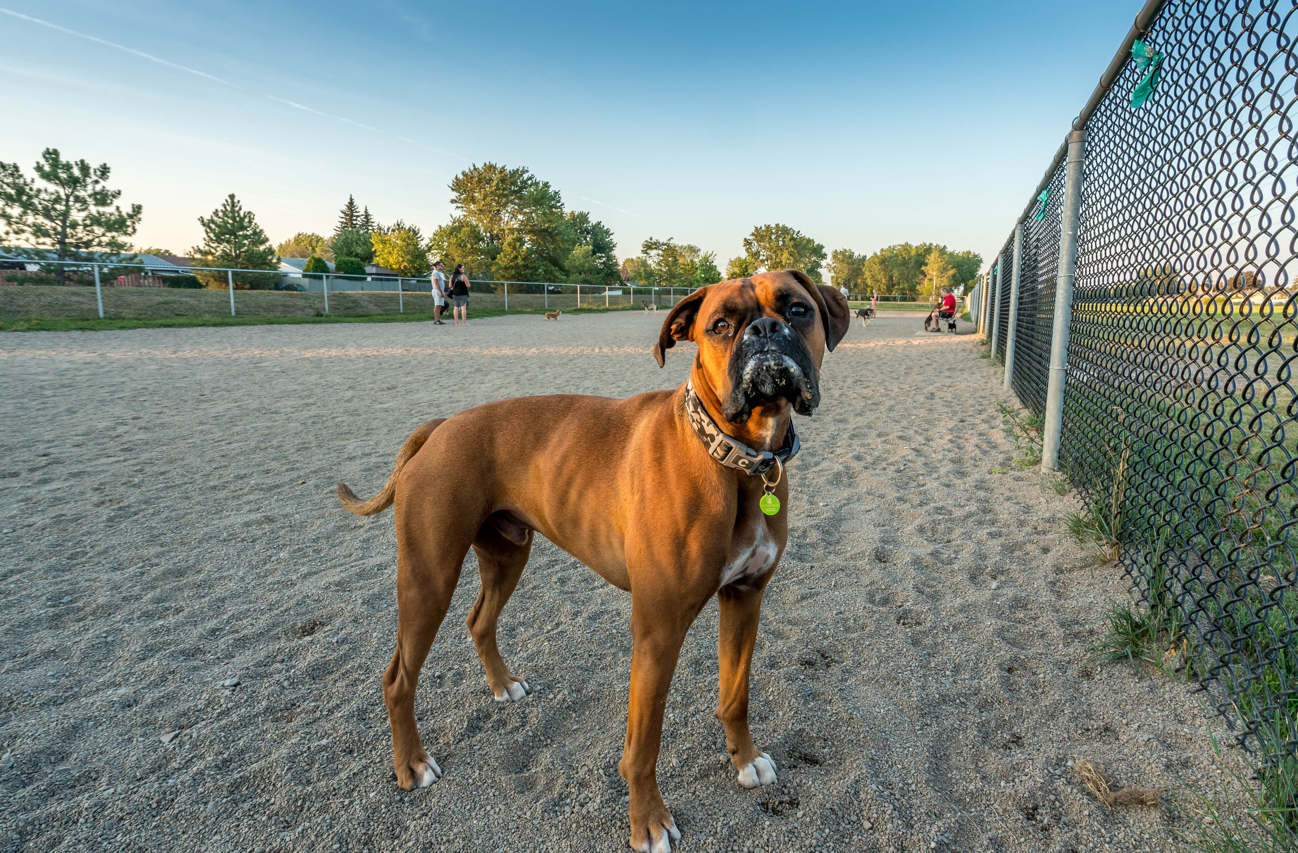 Parc canin boulevard Payer, entre les rues Jarry et Cummings