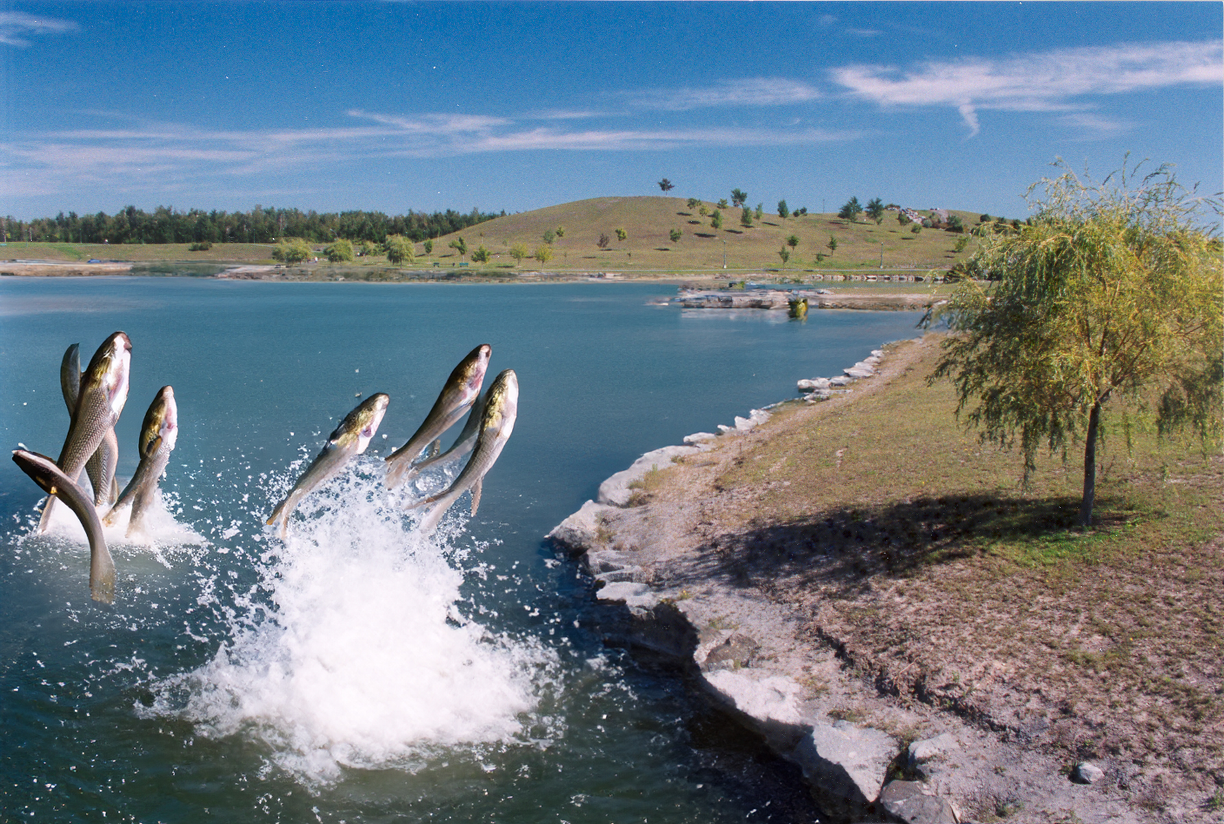 poissons parc de la cité - 1er avril